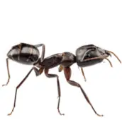 ant control vancouver