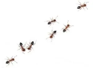 bed bug control vancouver 1