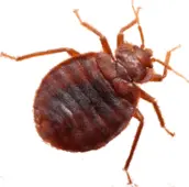 bed bug control vancouver