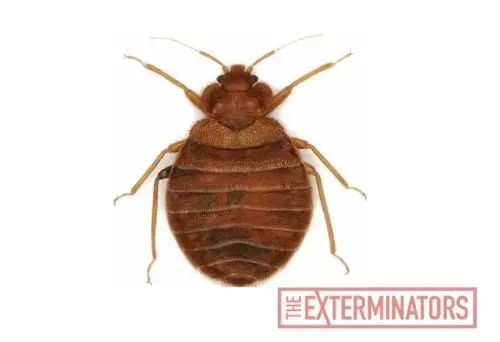 bed bug exterminator vancouver