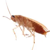 cockroach control vancouver