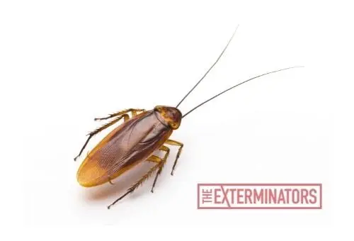 cockroach exterminator vancouver