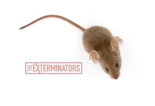 mice exterminator vancouver