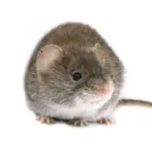 mouse controlvancouver