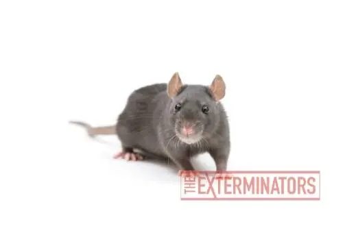 rat exterminator vancouver
