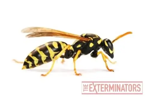 wasp removal vancouver